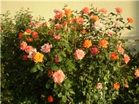 7b342382-Picture 3121.jpg